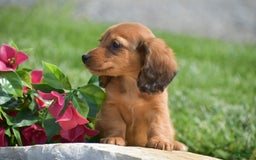 Miniature Dachshund dogs for sale: Dallas - Image 4