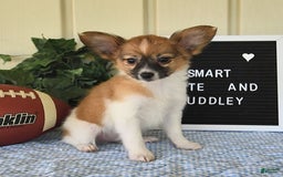 Papillon dogs for sale: Pluto - Image 21