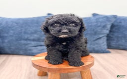 Mini Aussiedoodle dogs for sale: Sierra - Image 1