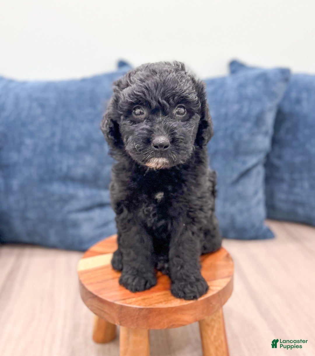 Mini Aussiedoodle dogs for sale: Sierra - Image 1