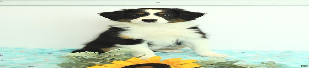 Benji