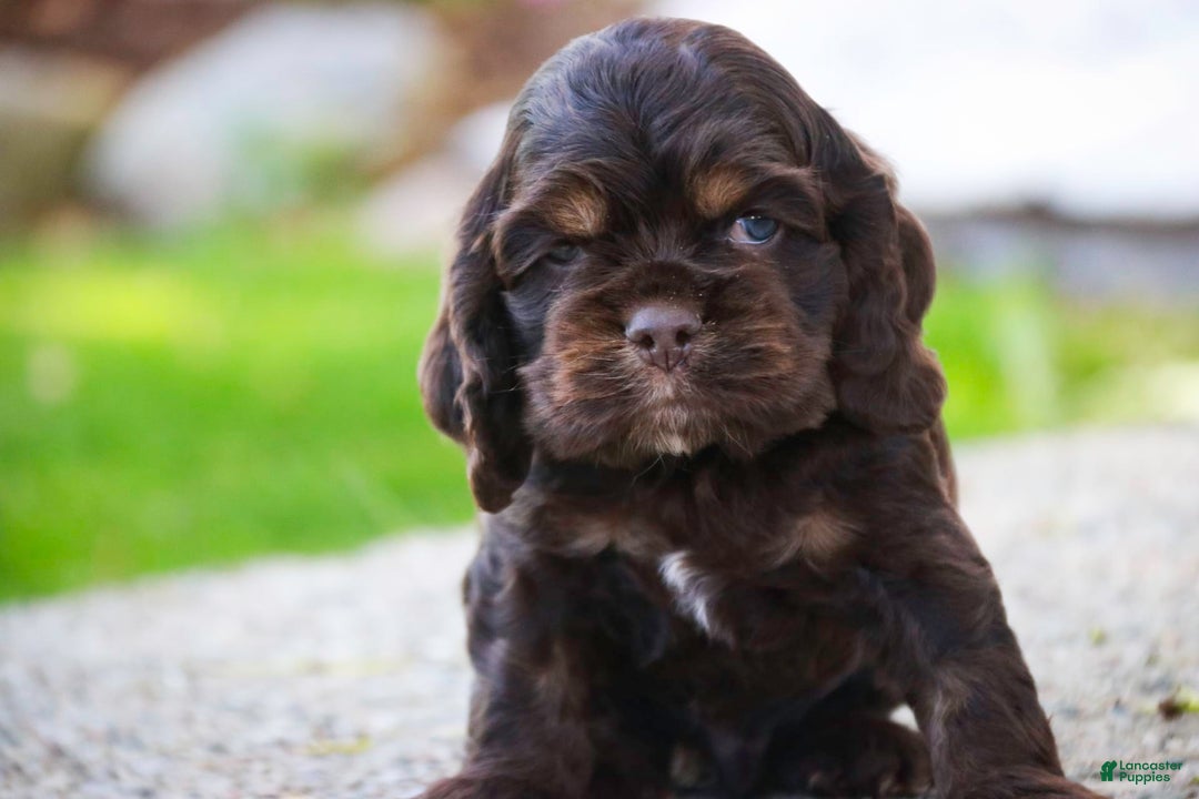 Cocker Spaniel dogs for sale: Dane - Image 15