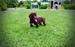 Havapoo dogs for sale: Teddy - Image 2