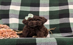 Cockapoo dogs for sale: Kylee - Image 4
