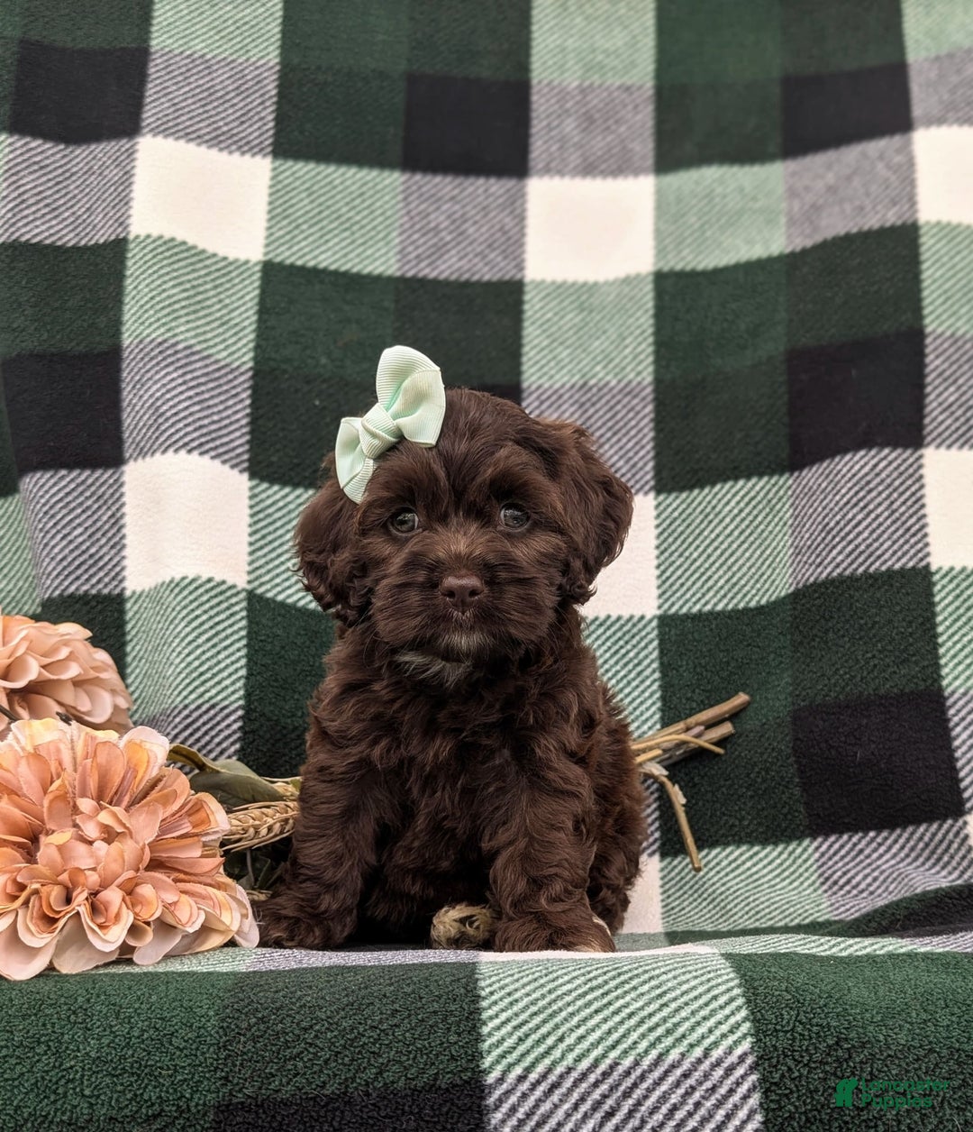Cockapoo dogs for sale: Kylee - Image 4