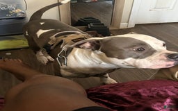 American Bully dogs for sale: Angel - Image 5