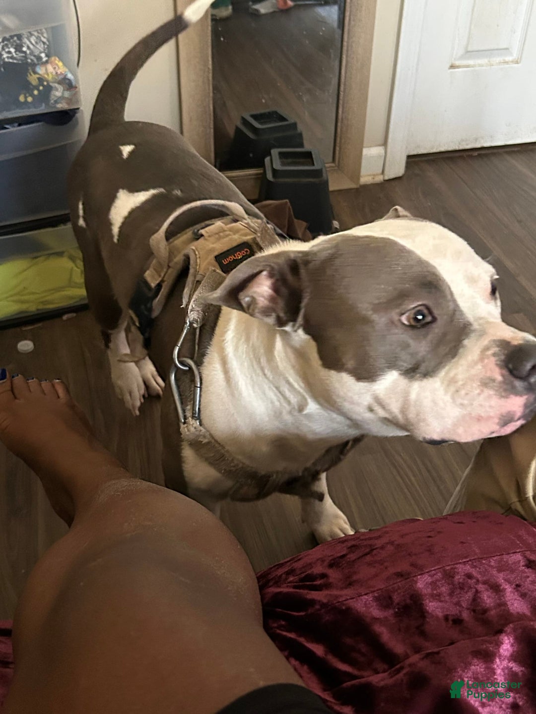 American Bully dogs for sale: Angel - Image 5