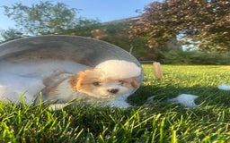Cavachon dogs for sale: Diego - Image 8
