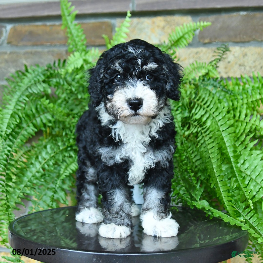 Mini Aussiedoodle dogs for sale: Curly - Image 2