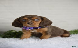 Beaglier dogs for sale: Wren - Image 5