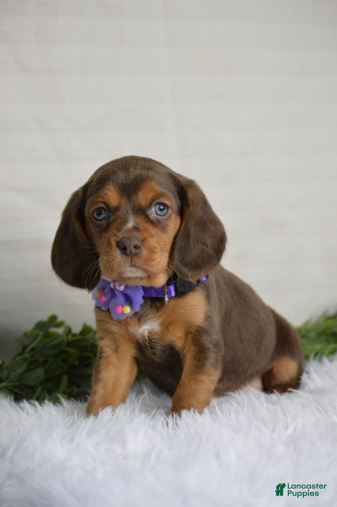 Beaglier dogs for sale: Wren - Image 5