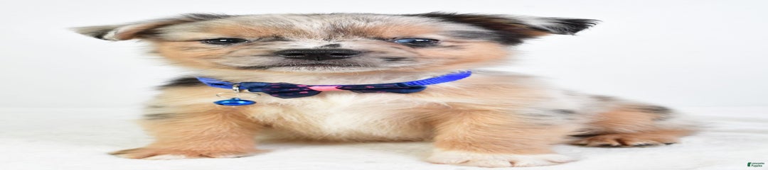Conner