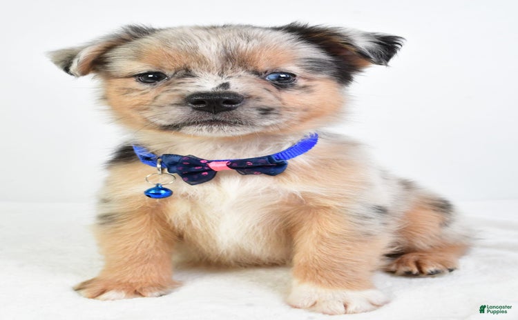 French Bulldog dogs for sale - Ad 4