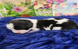 English Springer Spaniel dogs for sale: Jaclyn - Image 1