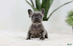 French Bulldog dogs for sale: Rhonda - Image 6