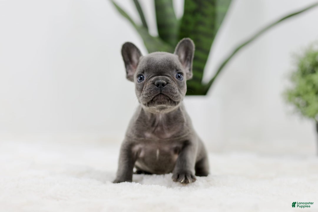 French Bulldog dogs for sale: Rhonda - Image 6