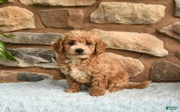 Miniature Poodle dogs for sale: Beauty - Image 5