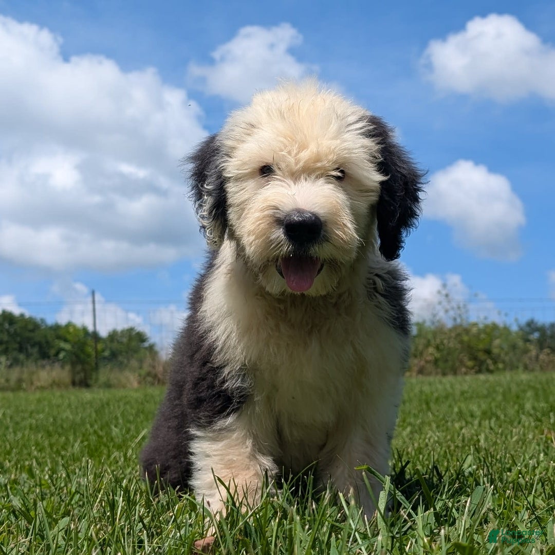 Old English Sheepdog dogs for sale: Fluffy - Image 20