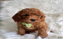 Cavapoo dogs for sale: River - Image 2