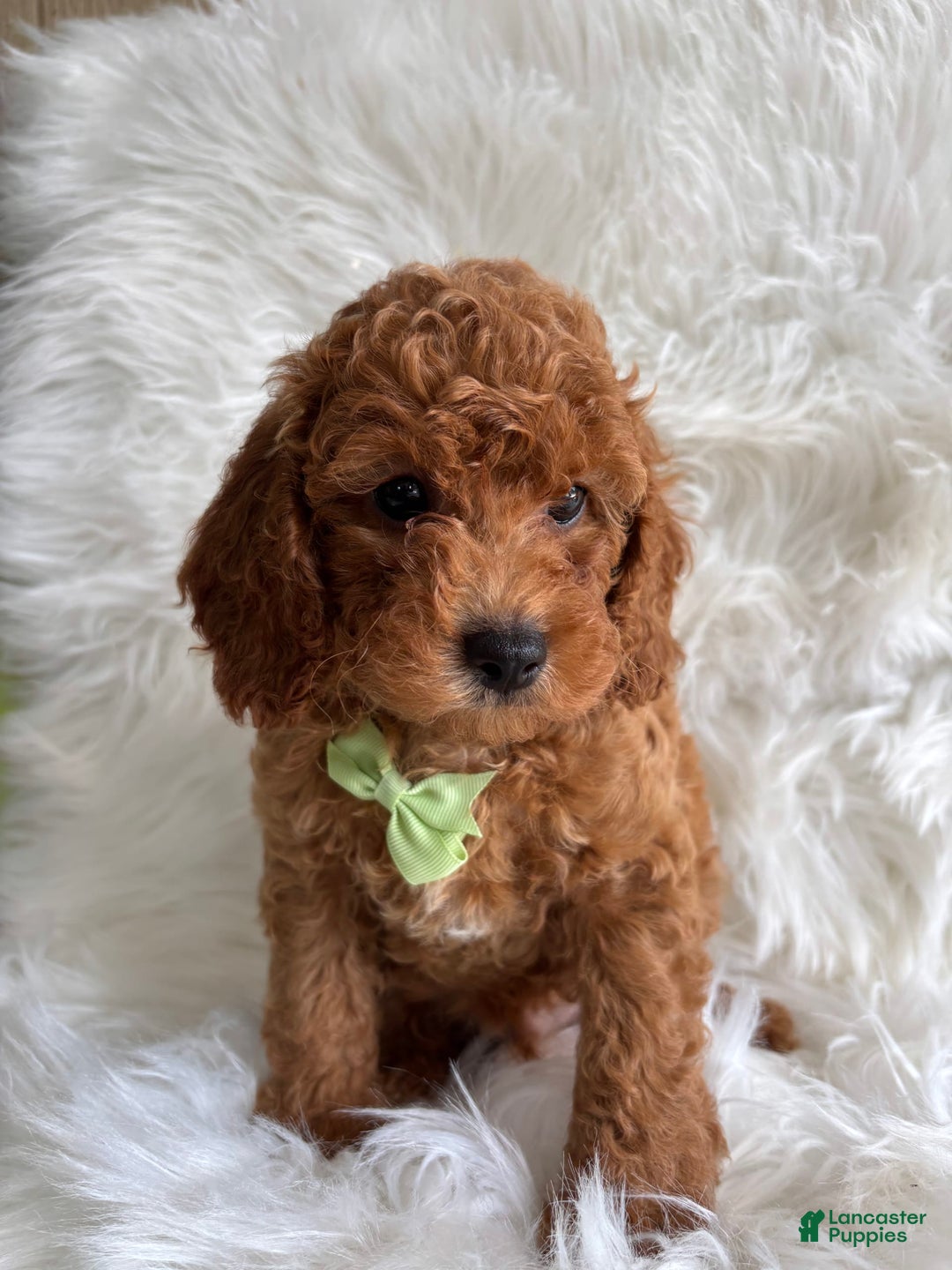 Cavapoo dogs for sale: River - Image 2