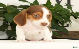 Beagle dogs for sale: Porter - Image 4