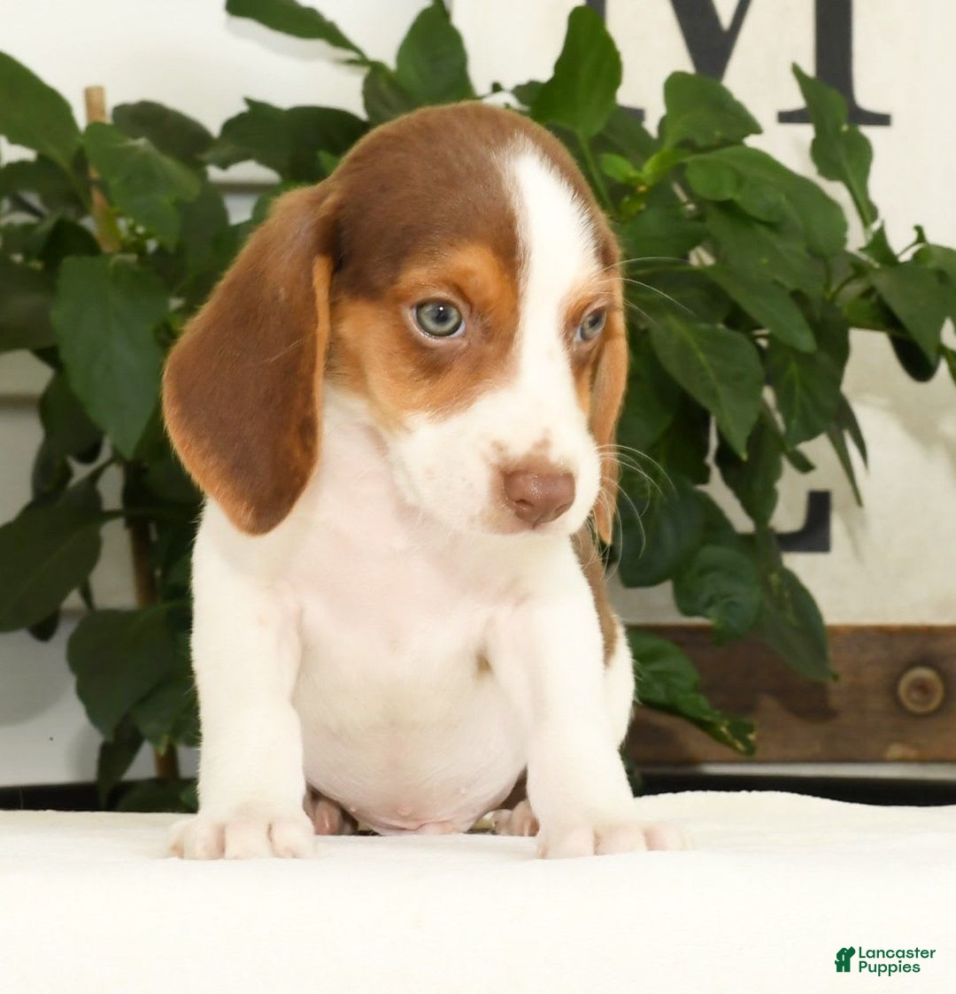 Beagle dogs for sale: Porter - Image 4