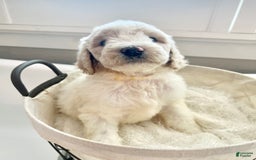 Labradoodle dogs for sale: Tiff - Image 1