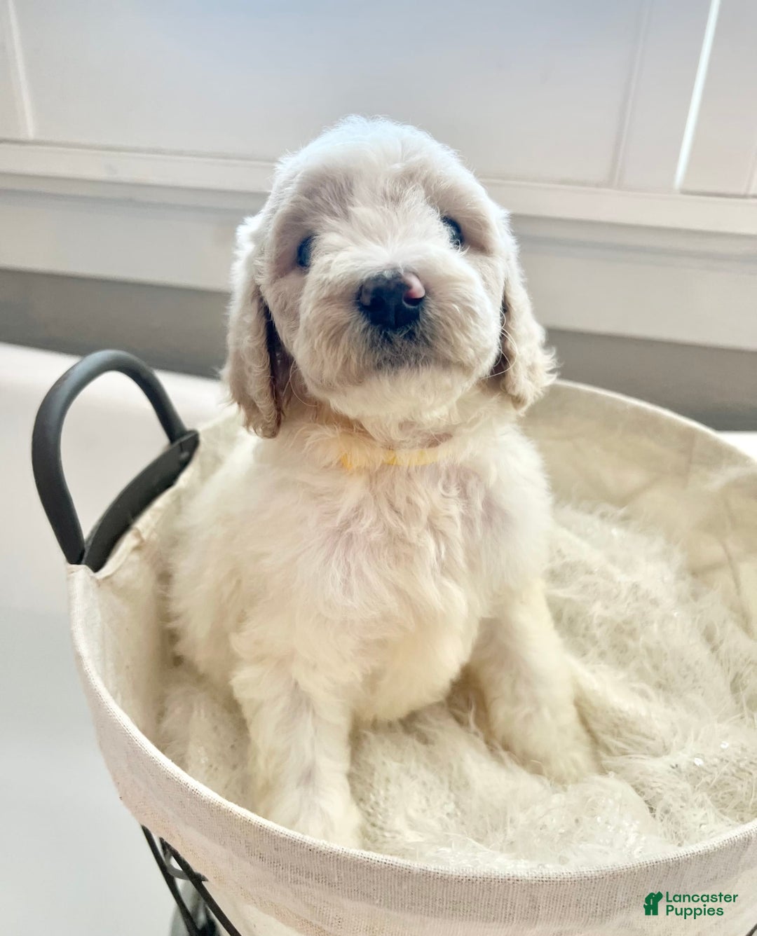 Labradoodle dogs for sale: Tiff - Image 1