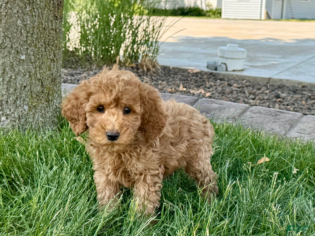 Cockapoo dogs for stud: Howie - Image 1