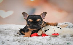 French Bulldog dogs for sale: Max - Image 6