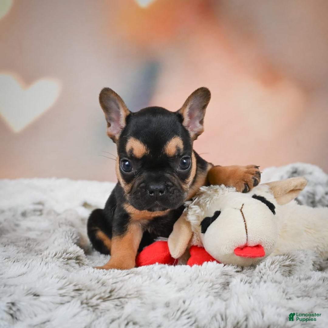 French Bulldog dogs for sale: Max - Image 6