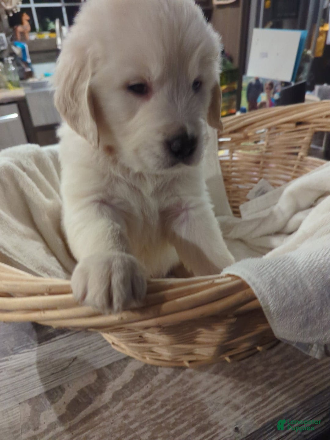 Golden Retriever dogs for sale: Orange - Image 2