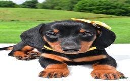 Miniature Dachshund dogs for sale: Harvey - Image 3