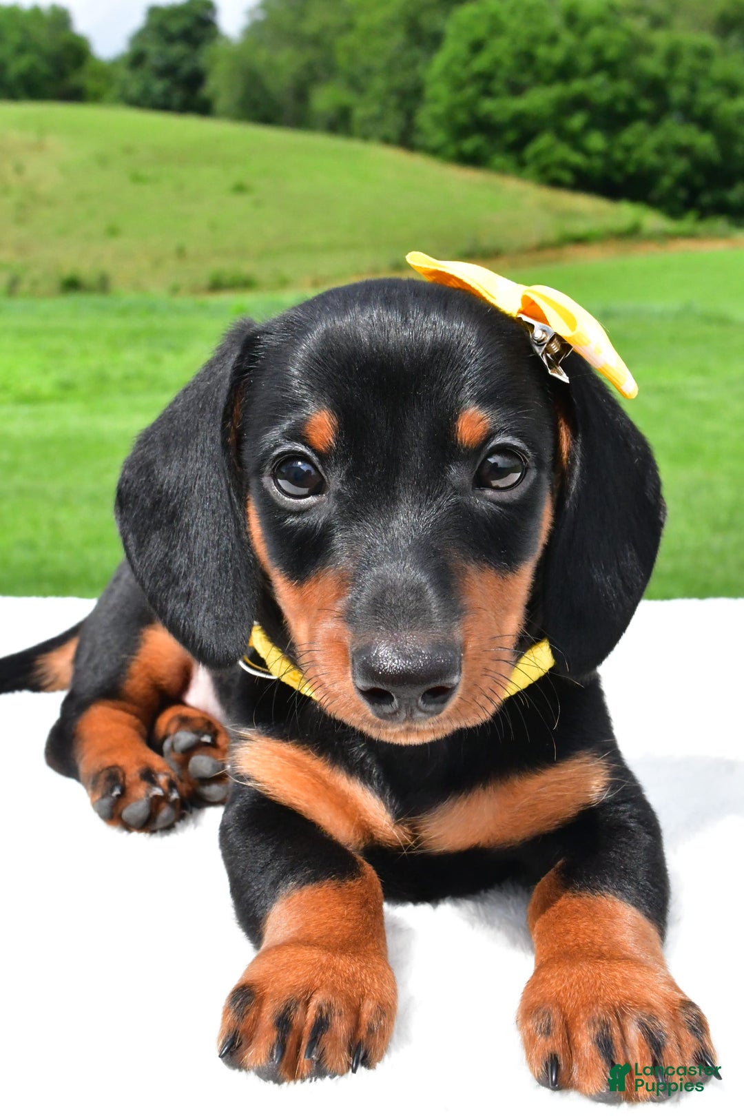 Miniature Dachshund dogs for sale: Harvey - Image 3