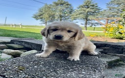 Golden Retriever dogs for sale: Fenn - Image 7
