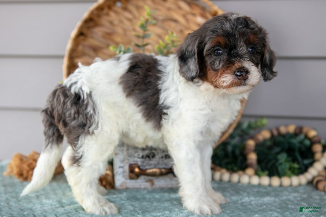 Miniature Poodle dogs for sale: Trudy - Image 3