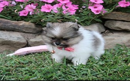Pomeranian dogs for sale: Kylie - Image 3
