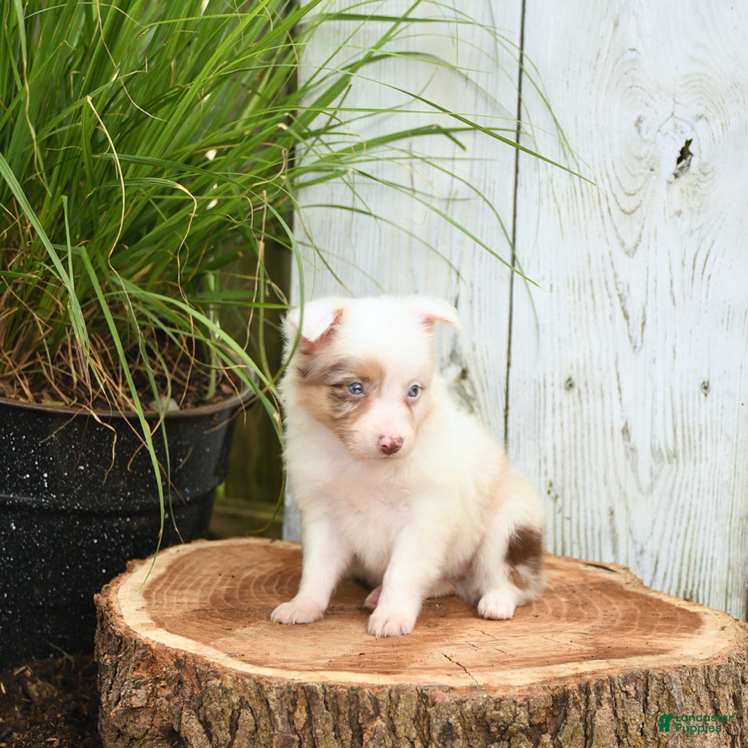 Miniature Australian Shepherd dogs for sale: Charlotte - Image 1