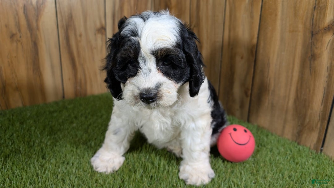 Cavapoo dogs for sale: Missy Girl 2 - Image 9