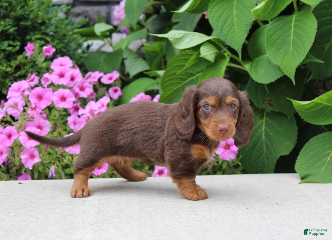 Dachshund dogs for sale: Princess - Image 5