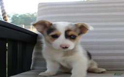 Welsh Corgi Pembroke dogs for sale: Luna - Image 9