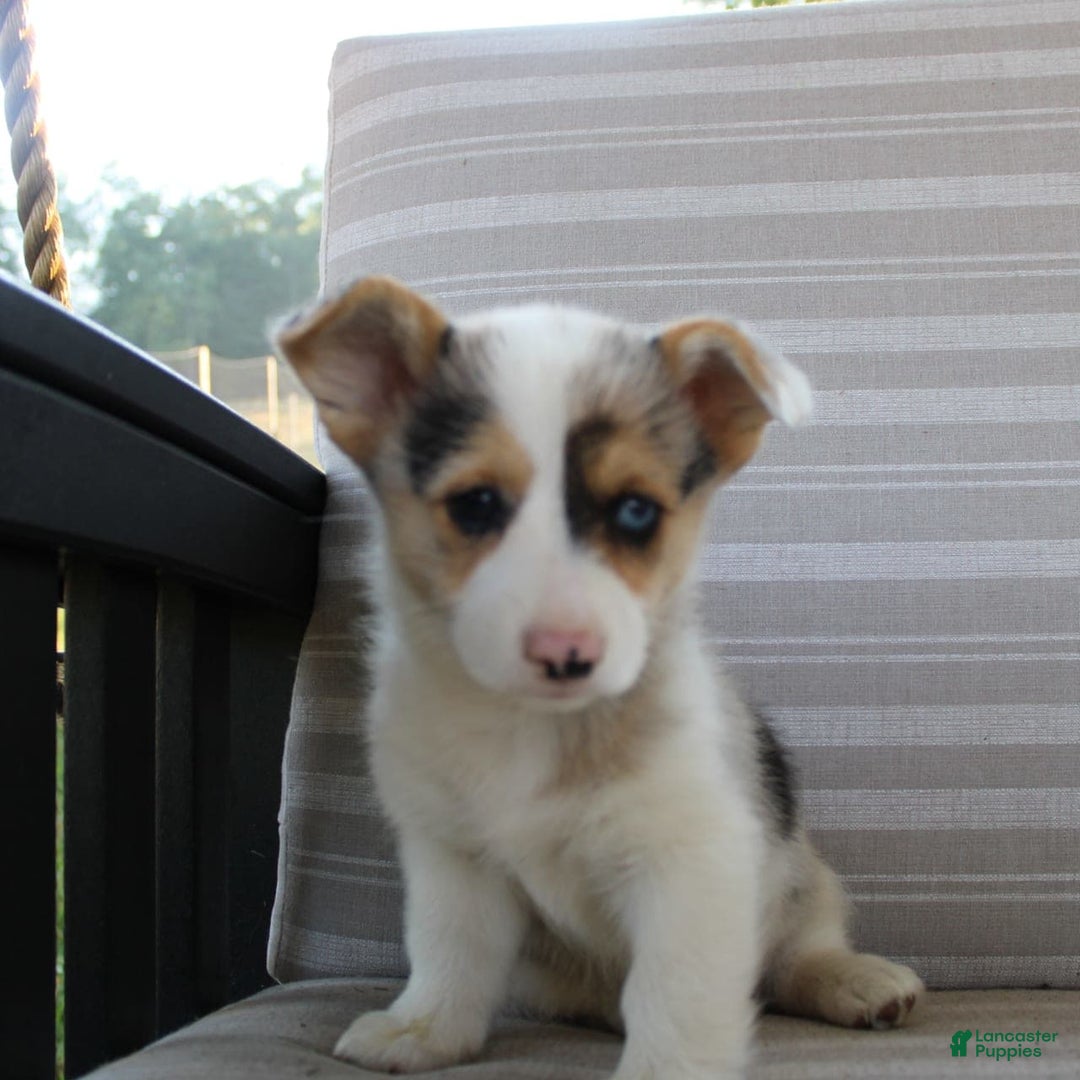 Welsh Corgi Pembroke dogs for sale: Luna - Image 9