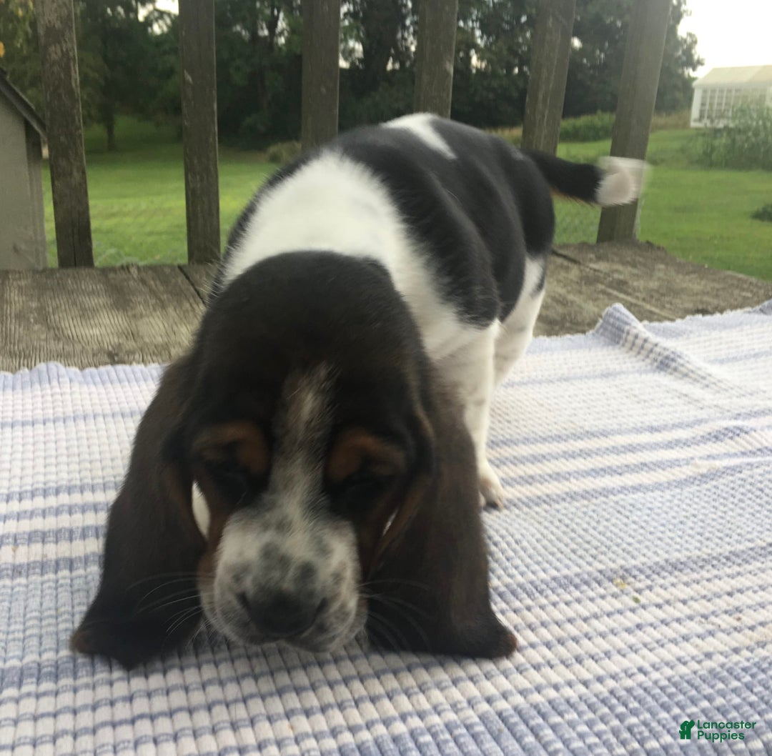 Basset Hound dogs for sale: Willie - Image 1