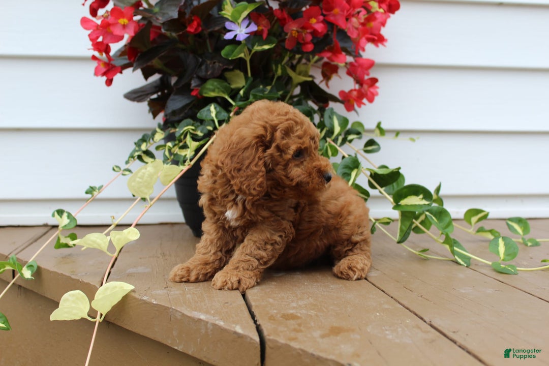 Mini Goldendoodle dogs for sale: Kody - Image 5