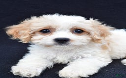 Cavachon dogs for sale: Brook - Image 4