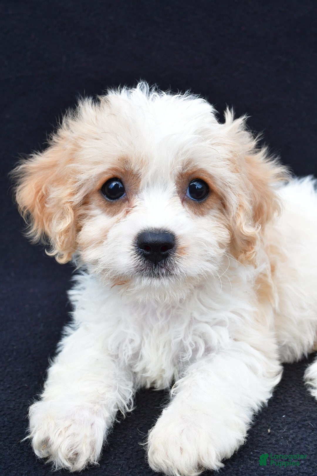 Cavachon dogs for sale: Brook - Image 4