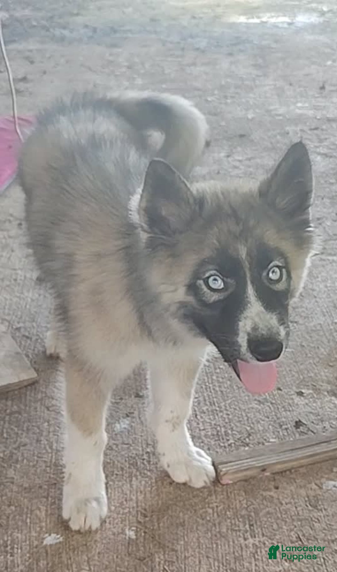 Siberian Husky dogs for sale: Kaya - Image 3