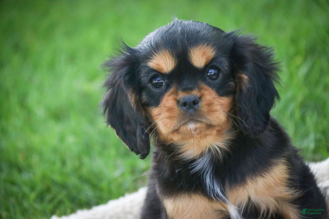 Cavalier King Charles Spaniel dogs for sale: Pluto - Image 18