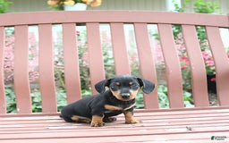 Miniature Dachshund dogs for sale: Ace - Image 3