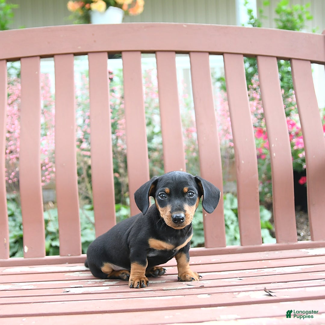 Miniature Dachshund dogs for sale: Ace - Image 3